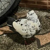 جفت کبوتر کاکلی دم تخم