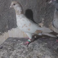 کفتر صید|پرنده|مشهد, کوشش|دیوار