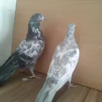 جوجه مفلق خارجی از پدر و مادرهای  پرشی|پرنده|تهران, والفجر (افسریه)|دیوار