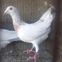کبوتر آلمانی وسار ودم سیاه