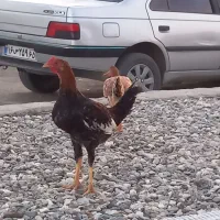 شش عدد مرغ محلی