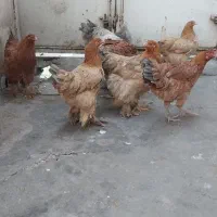 مرغ و خروس برهما و لاری  یکساله|حیوانات مزرعه|پاکدشت, خاتون آباد|دیوار