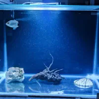 ماهی و اکواریوم