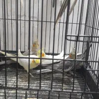 عروس هلندی|پرنده|دزفول, |دیوار