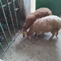 قوزی