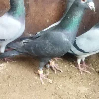 کبوتر بوم|پرنده|مشهد, سمزقند|دیوار