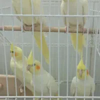 فروش چهار جوجه عروس هلندی زعفرونی