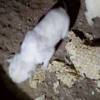 واگذاری پا کوتاه|سگ|سراب, |دیوار