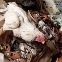 مرغ و خروس نوک ریز