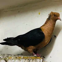کبوتر ارشینگل