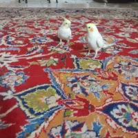 عروس هلندی نر و ماده|پرنده|اصفهان, زاجان|دیوار