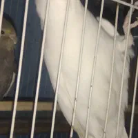 عروس هلندی نر ماده همراه باقفس چشم شرابی