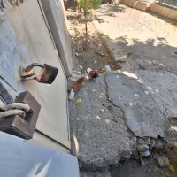 3تا کبوتر پرشی وجفتگاه|پرنده|مشهد, دانشجو|دیوار