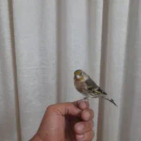 جوجه سهره قناری|پرنده|خرمشهر, |دیوار