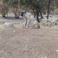 ماده سرابی گمشده