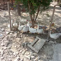 قاز معمولی