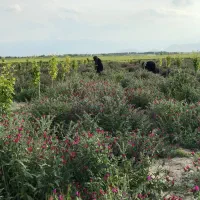 استخدام در مزرعه