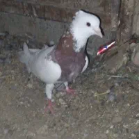 طوقی‌نر
