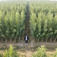 فروش صنوبر سقز، مقاومترین نهال برای اقلیم سرد|خدمات باغبانی و درختکاری|سقز, |دیوار