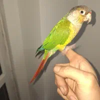 گرینچیک|پرنده|پردیس, فاز ۸|دیوار