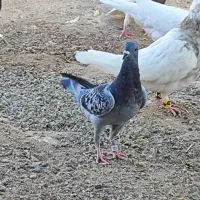 سرگرمی فراغت