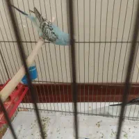 مرغ عشق|پرنده|تهران, امام حسین|دیوار