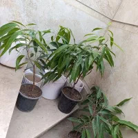 آمستل 190|گل و گیاه طبیعی|نیشابور, شهید بهشتی|دیوار