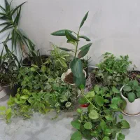 انواع گل اپارتمانی