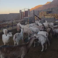 بز سانن|حیوانات مزرعه|قائن, |دیوار