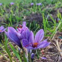 گل زعفران اعلا