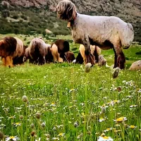 میش بختیاری|حیوانات مزرعه|ایذه, |دیوار