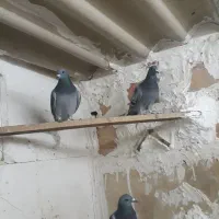 کفتر پلاکی|پرنده|خاوران, |دیوار