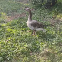 غاز نر|حیوانات مزرعه|فومن, |دیوار