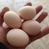 تخم نطفه دار و جوجه نژاد اورپینگتون بوف موجود