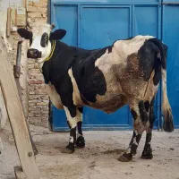 دوعدد گاو گوشتی|حیوانات مزرعه|مهربان, |دیوار