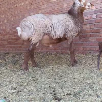 بره نر چینی اصیل قندوزی درشت و سالم|حیوانات مزرعه|کرمان, |دیوار