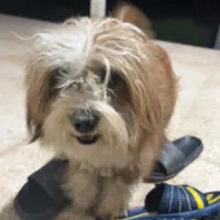 سگ شیتزو تریر