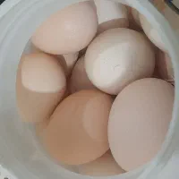 تخم مرغ محلی