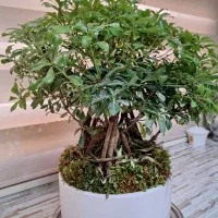 درختچه بنسای شفلرا