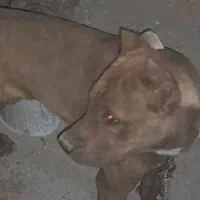 پرسا کاناریو نر ۹ ماهه نگهبان اصیل