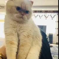 گربه