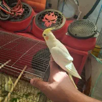 عروس هلندی با جوجه|پرنده|بندرعباس, |دیوار