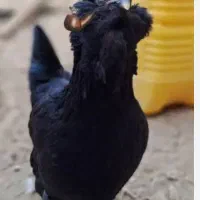 تخم نطفه دار|حیوانات مزرعه|بهبهان, |دیوار