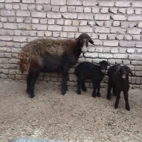 دوراس میش جوان خوب