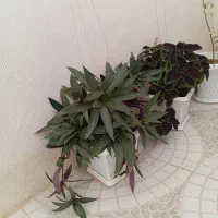 گل فروشی|گل و گیاه طبیعی|ایلام, |دیوار