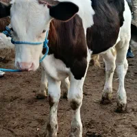 گوساله سیمنتال نر درجه یک