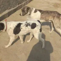 فروش سگ خراسانی