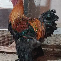 تخم،جوجه آیام سمانی،براکل،برهما،ویاندوت|حیوانات مزرعه|تهران, استاد معین|دیوار