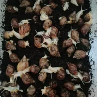 حلزون مولد و جوجه تخم گذار اچاتینا البینو