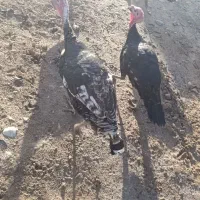 بوقلمو|حیوانات مزرعه|پلدشت, |دیوار